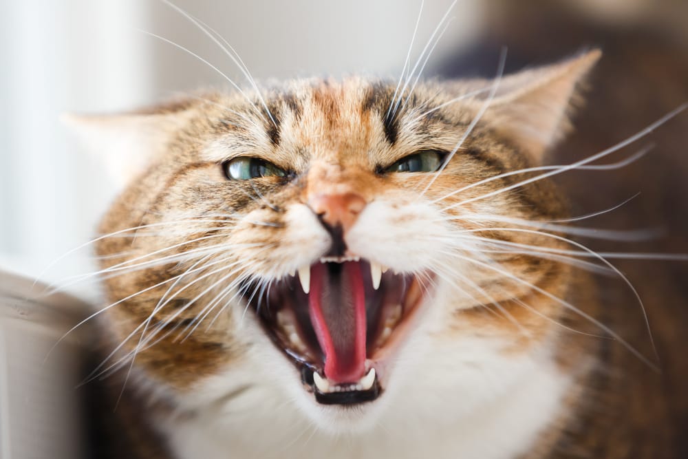 Katze starrt aggressiv