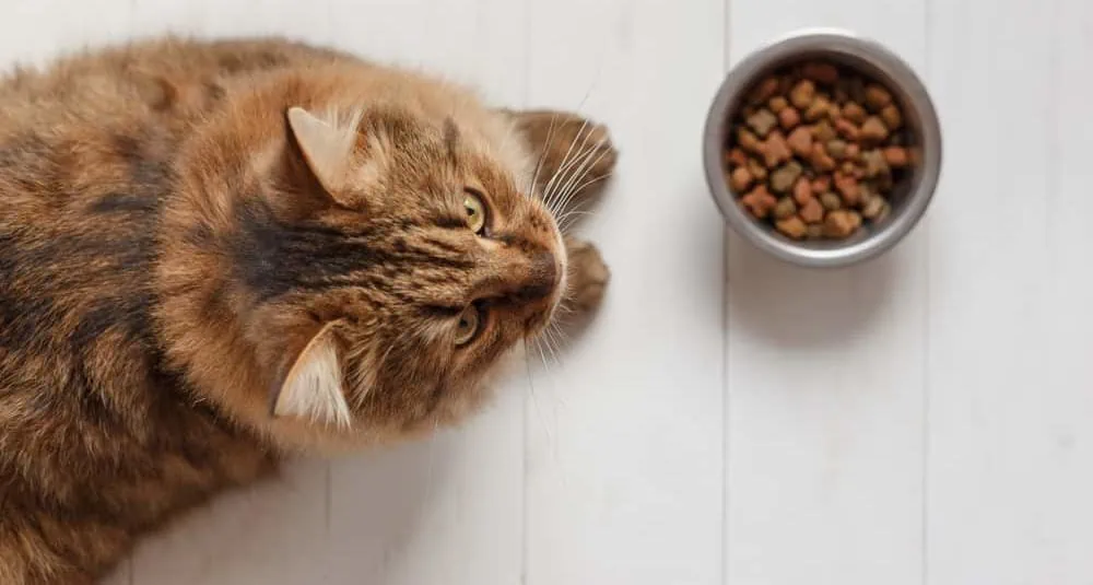 Katze stinkt aus dem Maul durch schlechtes Katzenfutter