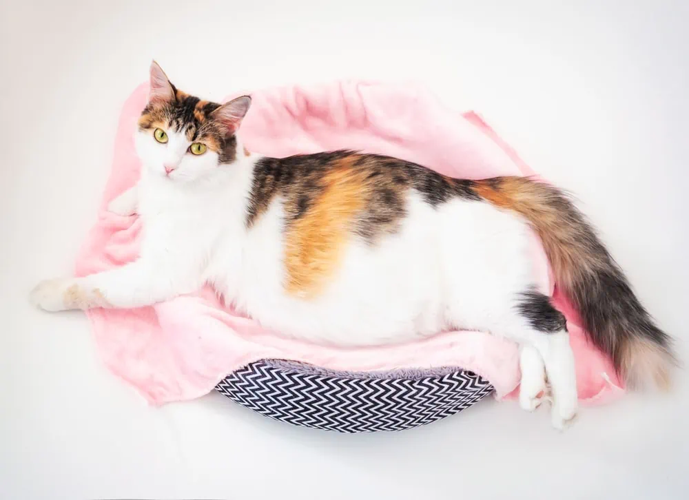 Katze trächtig