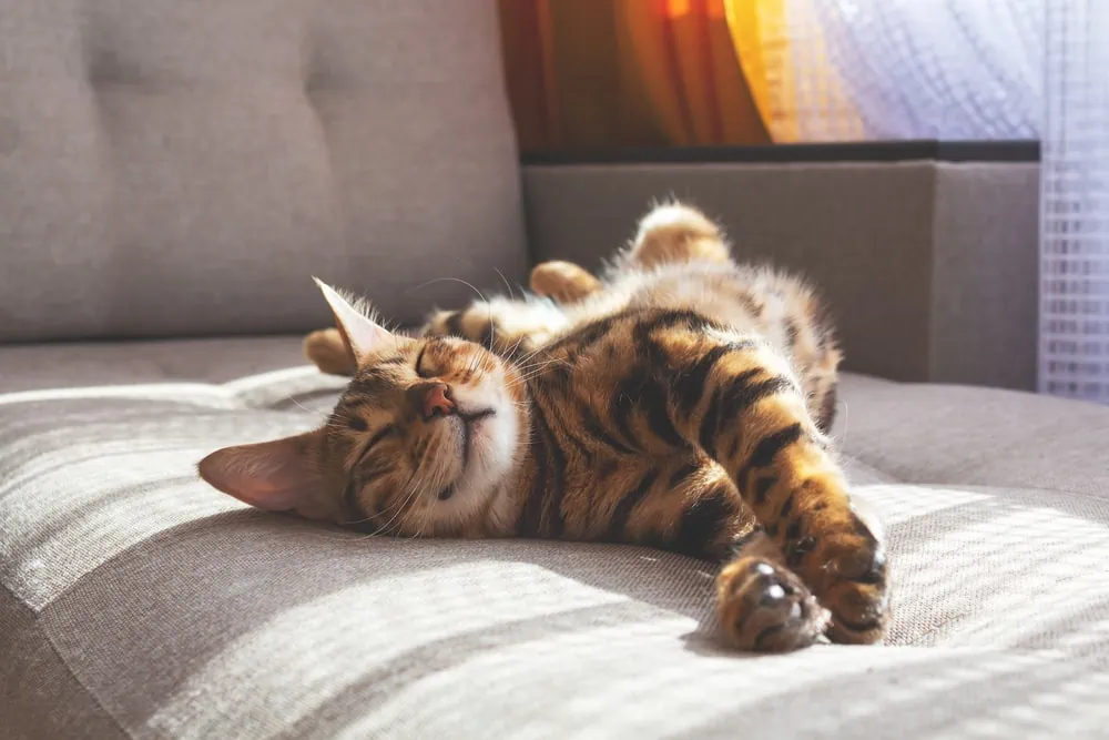 Katze träumt viel