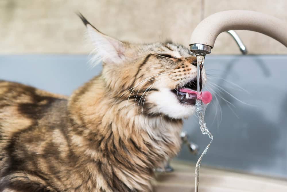 Katze trinkt aus dem Wasserhahn des Waschbeckens