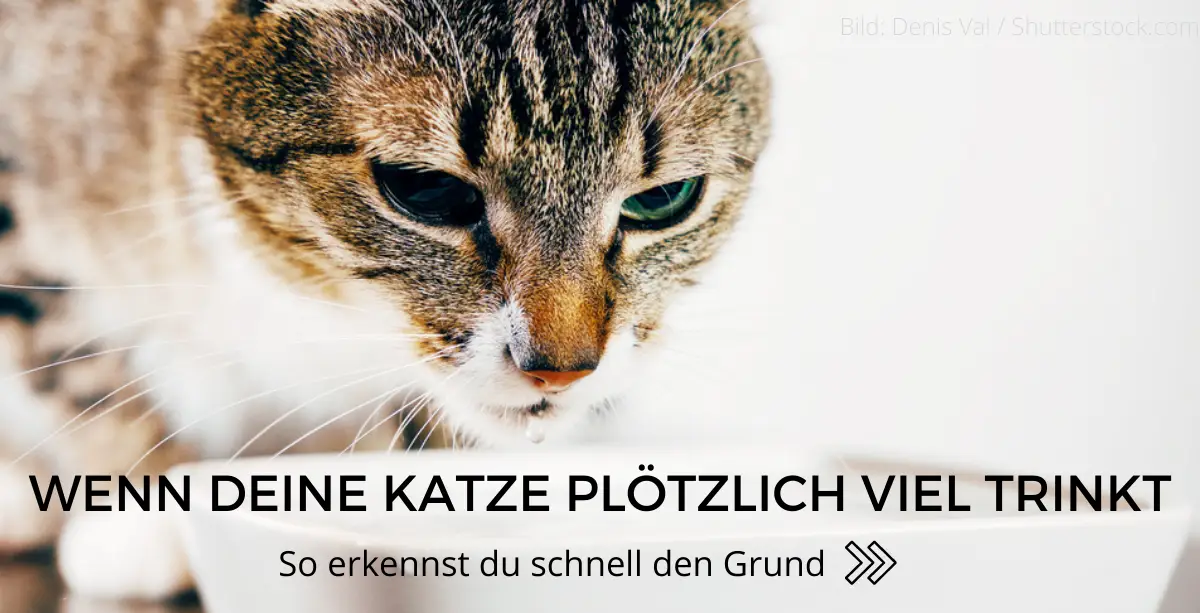 Können Katzen Zu Viel Trinken