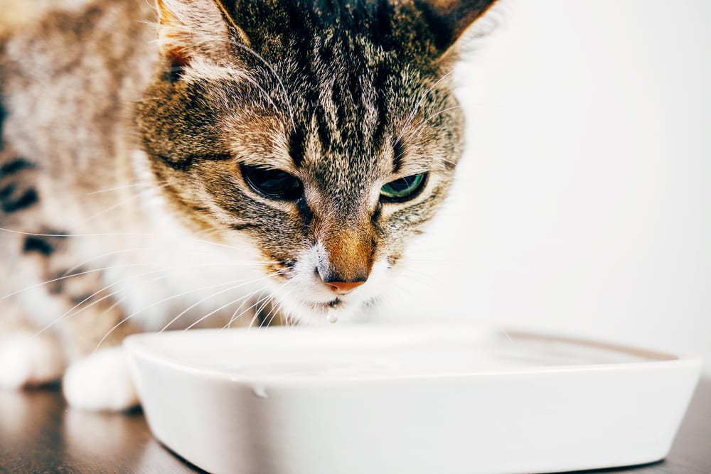 Katze trinkt viel Wasser