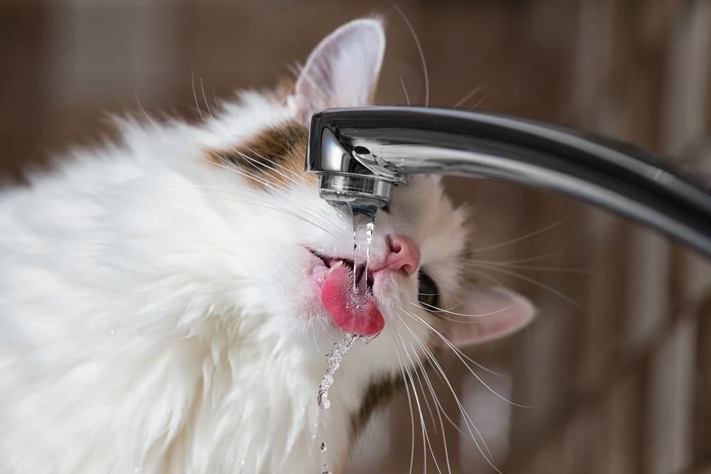 Katze trinkt viel