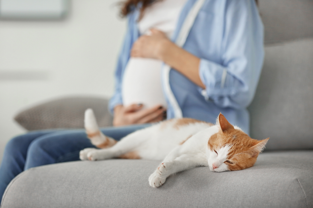 Katze übertragung Toxoplasmose