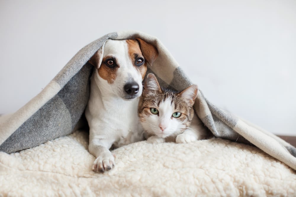 Katze und Hund Freunde