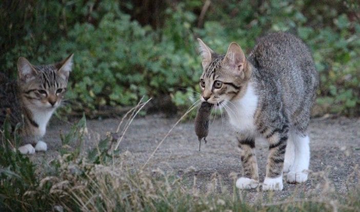 Katze und Kater Unterschiede