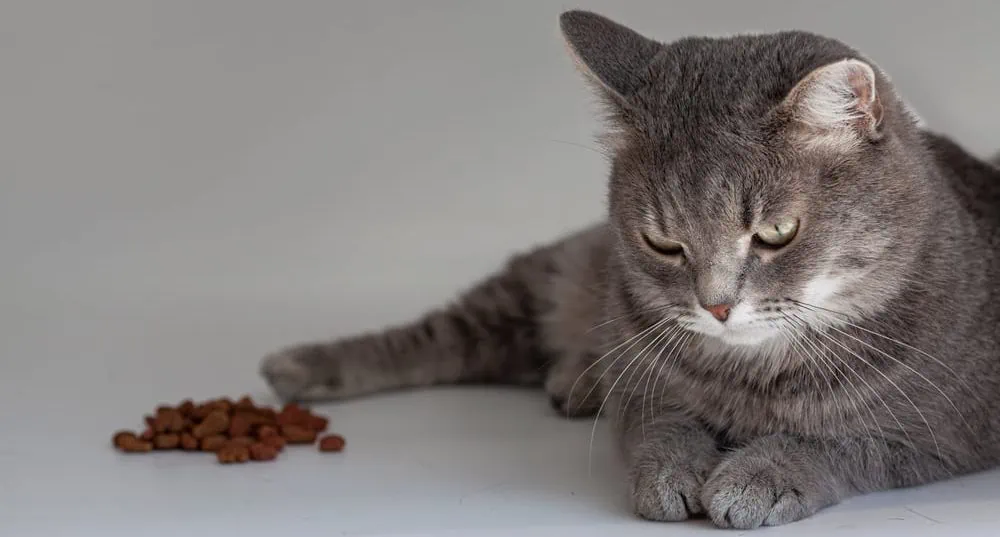 Katze verweigert das Fressen