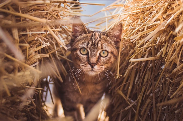 Eine Katze vom Bauernhof holen – Tipps und Überlegungen