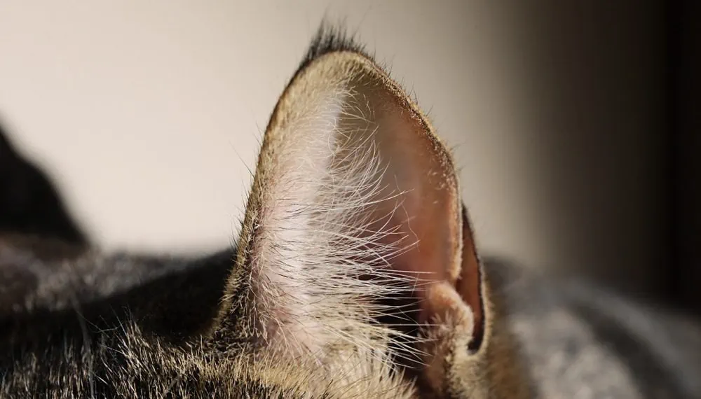Katze warme Ohren, krank Fieber