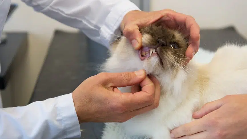 Katze will nicht fressen - Zähne als Grund