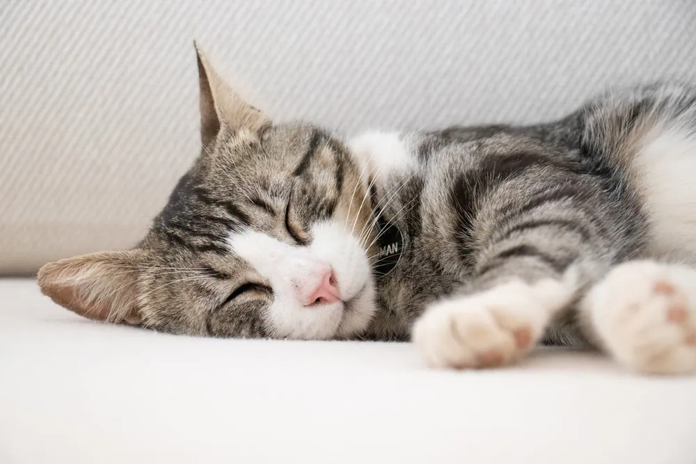 Katze zuckt im Schlaf vom Träumen