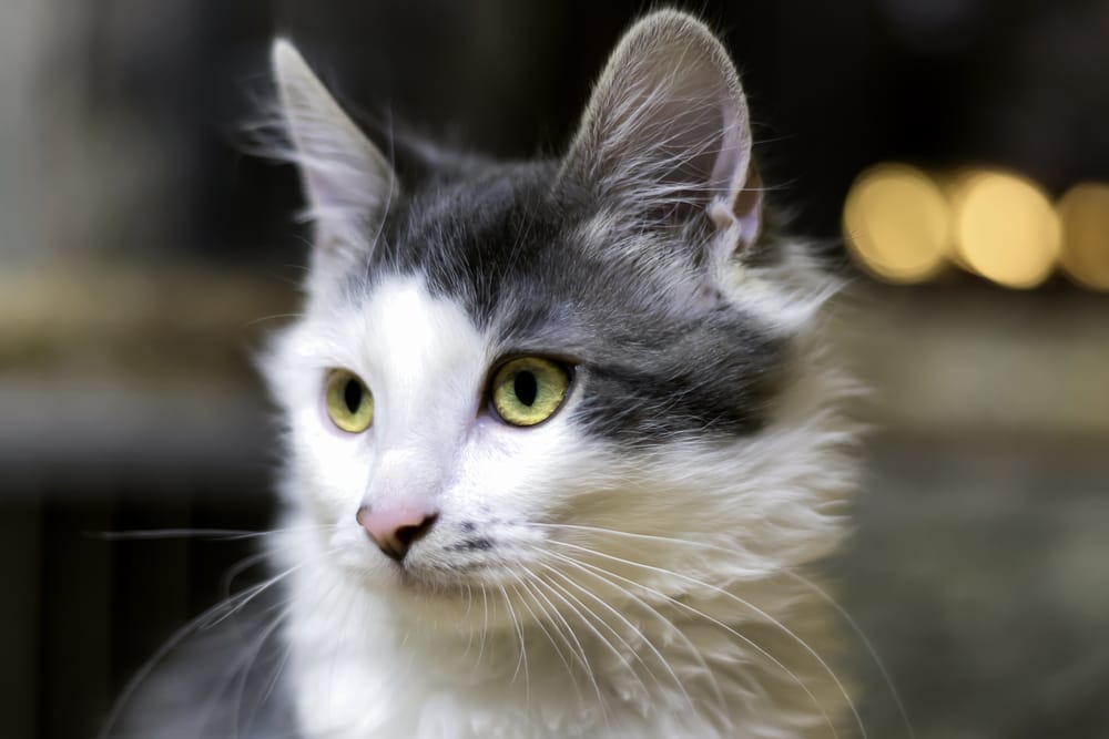 Katze zugelaufen
