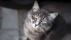 Katze zugelaufen