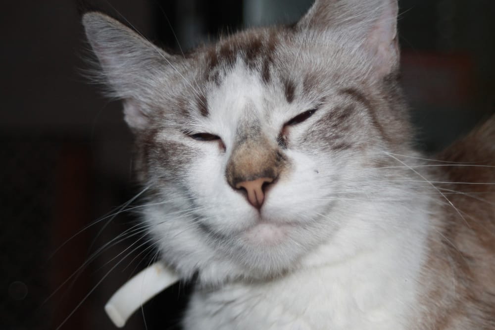 Katze zwinkert