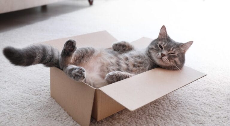 Katzen Kartons