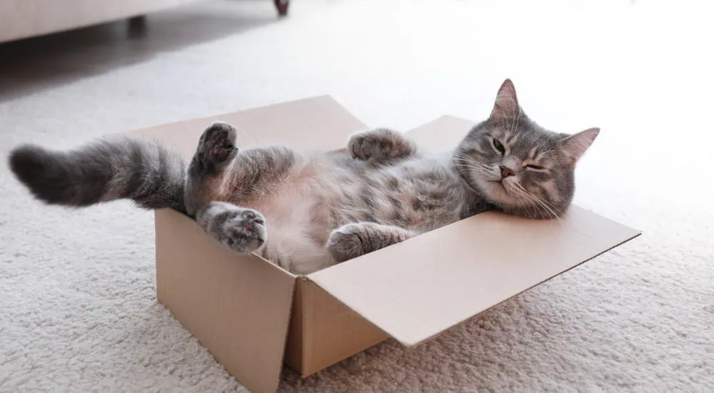 Katzen Kartons