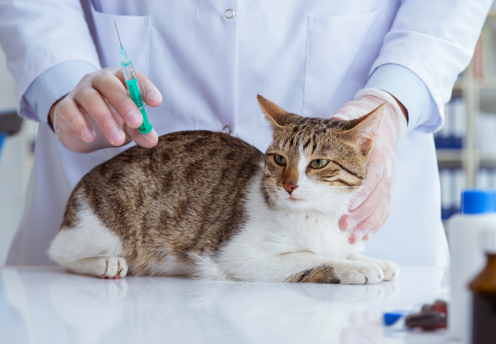Katzen Krankheiten auf Menschen übertragen