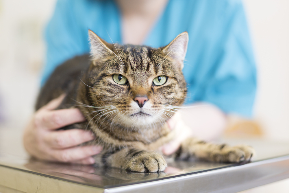 Katzen Krebs Vorsorge beim Tierarzt