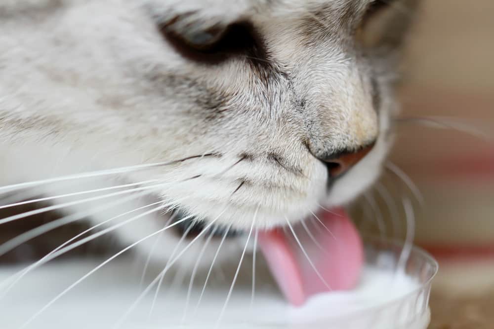 Sollte man Katzen Milch geben?