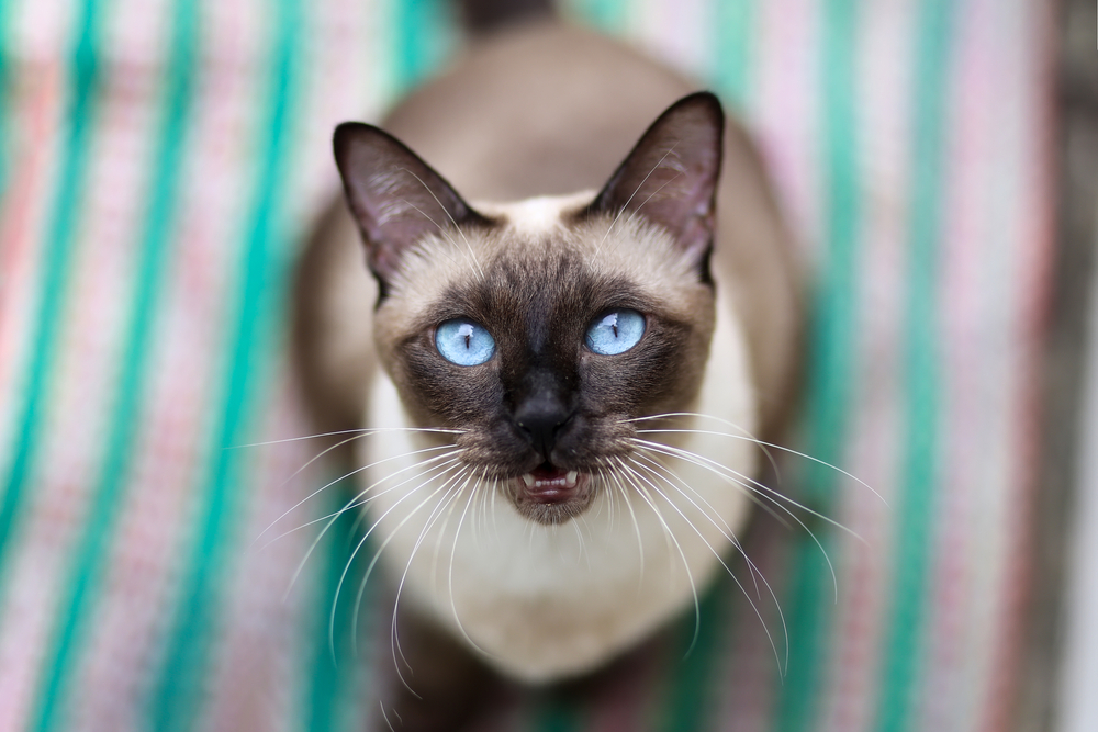 Katzen Rasse Beschreibung