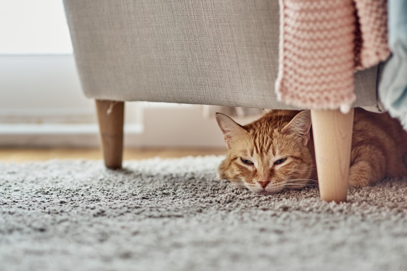 Katzen Schmerzen Anzeichen Symptome (1)