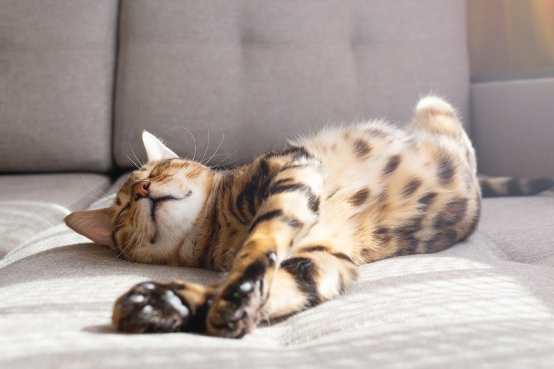 Katzen Schmerzen vorbeugen
