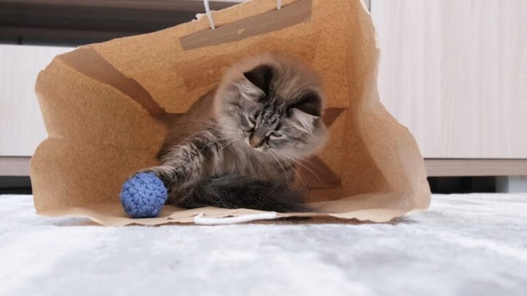 Katzen Spiele
