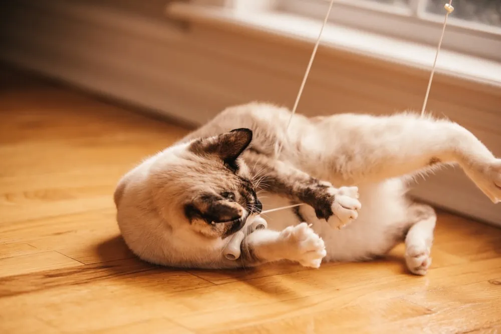 Mit Katzen Spielen