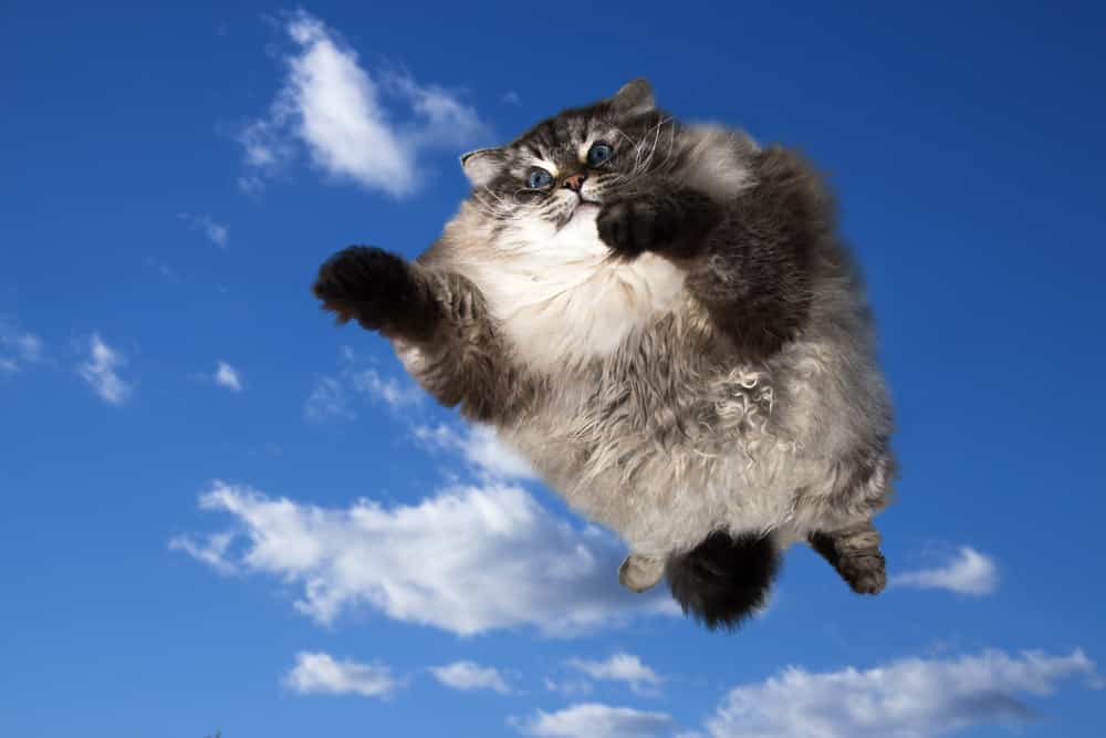 Katzen können auch Stürze aus großen Höhen überleben