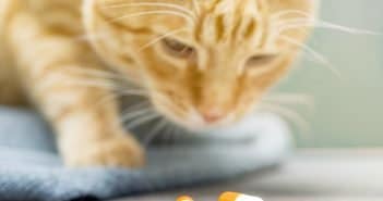So gibst du deiner Katze eine Tablette Katzen Tabletten geben