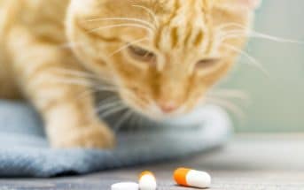10 Tipps Gegen Unsauberkeit Bei Katzen Das Kannst Du