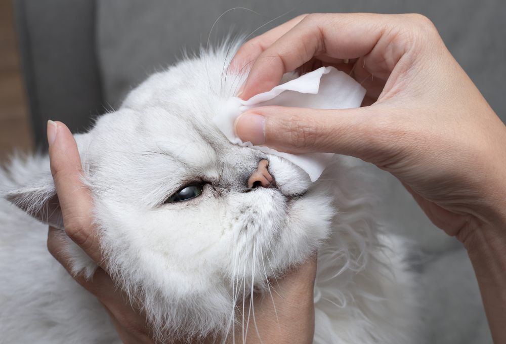 Katzen Vierbeinern Augenränder