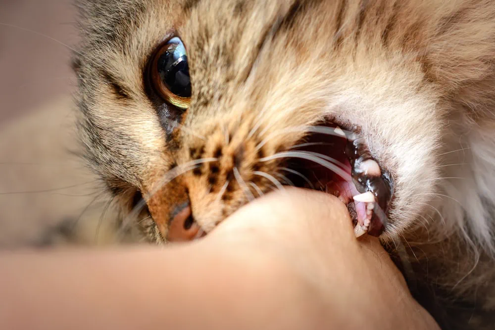Katzen-Zähne Haut Hand
