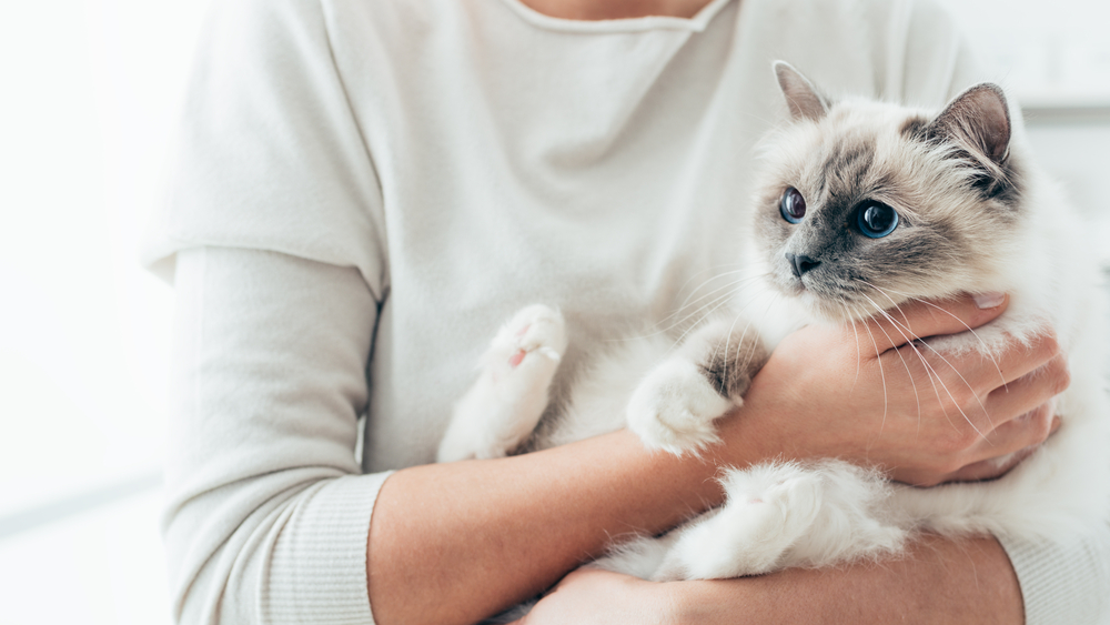 Katzen am Nacken packen und tragen