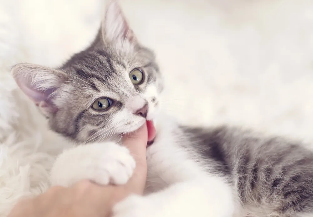 Katzen beißen abgewöhnen