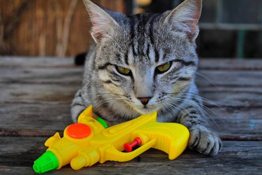 Katzen bestrafen mit Wasser