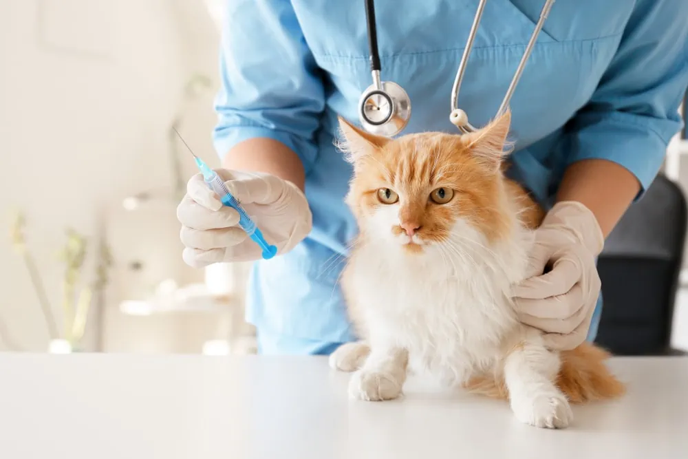 Katzen draußen halten