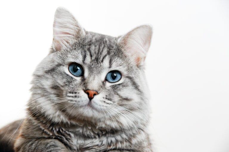 Katzen mit blauen Augen