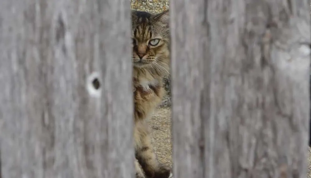 Katzen sterben