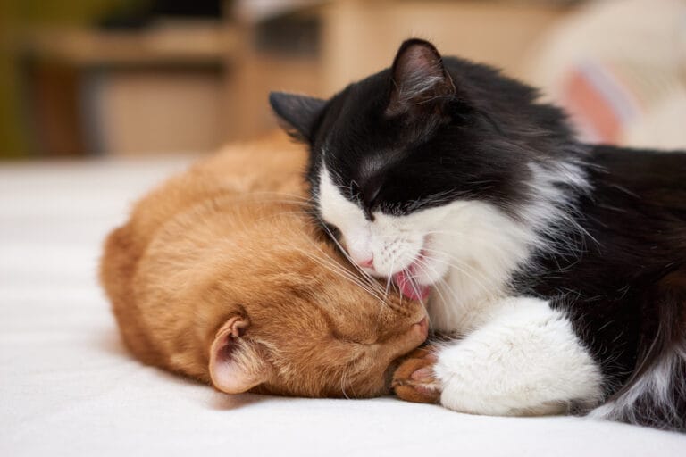 Katzen aneinander gewöhnen Tipps