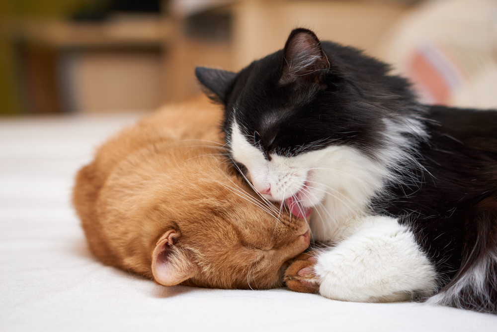 Katzen aneinander gewöhnen Tipps