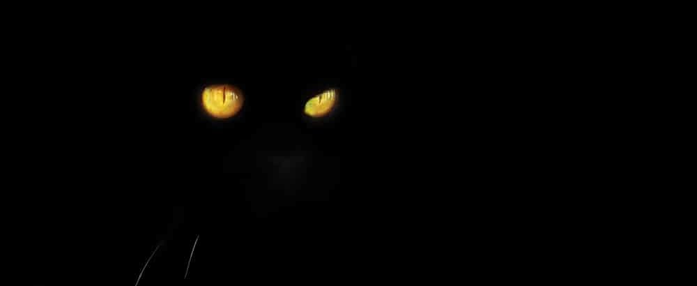 Katzenaugen reflektieren bei Dunkelheit Licht. Dadurch wird ihre Nachtsicht besser