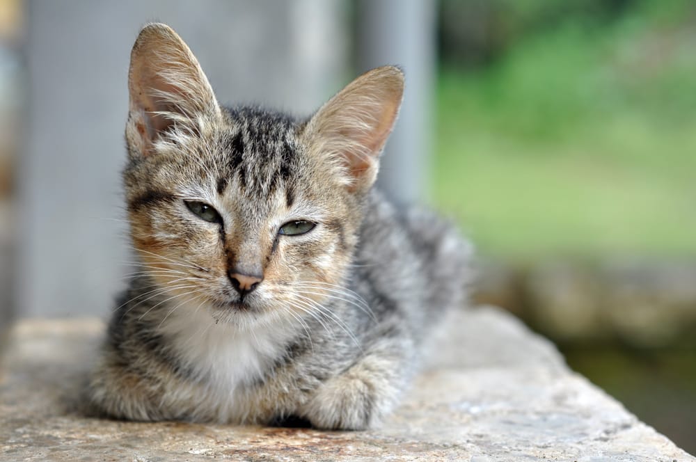 Katzenbaby erziehen