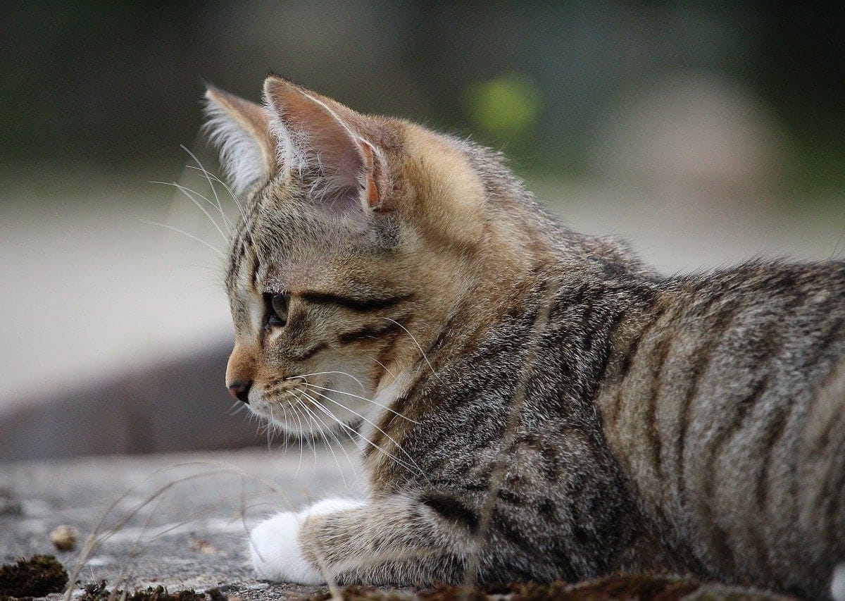 Kleine Katze Richtig Erziehen