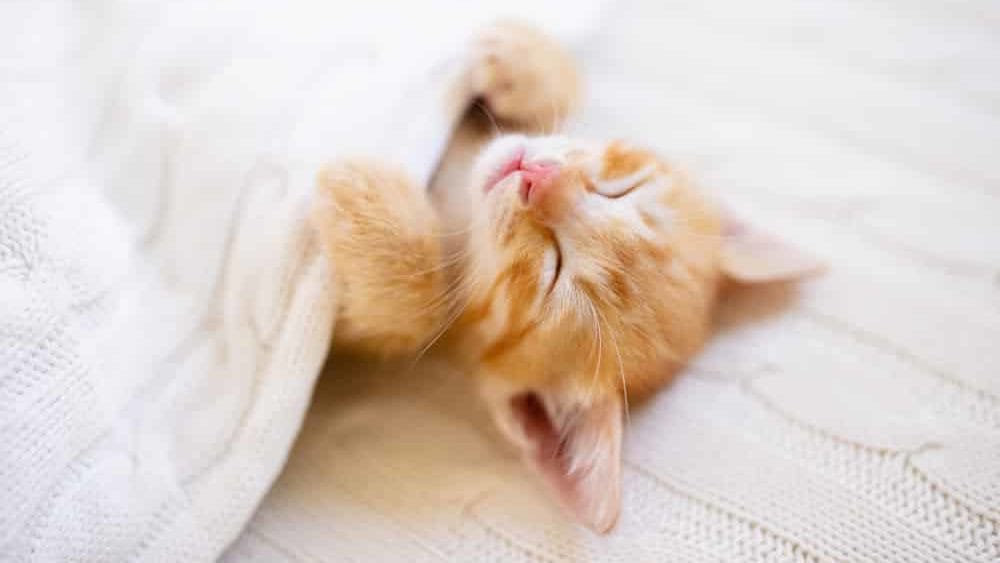 Kleine Babykatze liegt im Bett und träumt