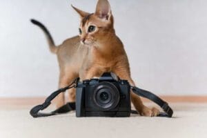Katzenbilder gibt es viele im Netz. Hier sind die 30 schönsten für dich