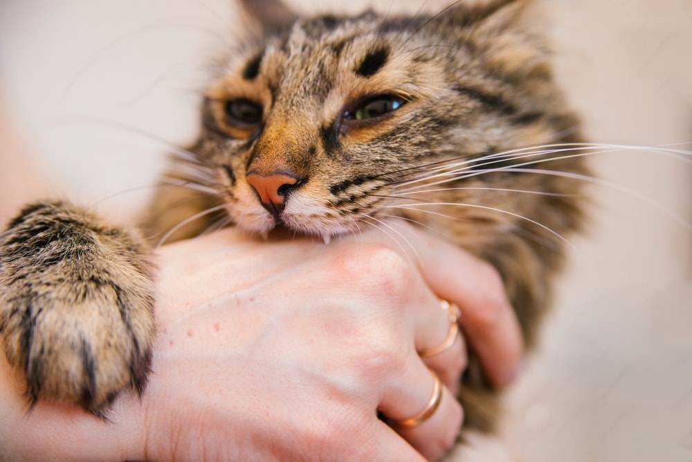 Katzenbiss
