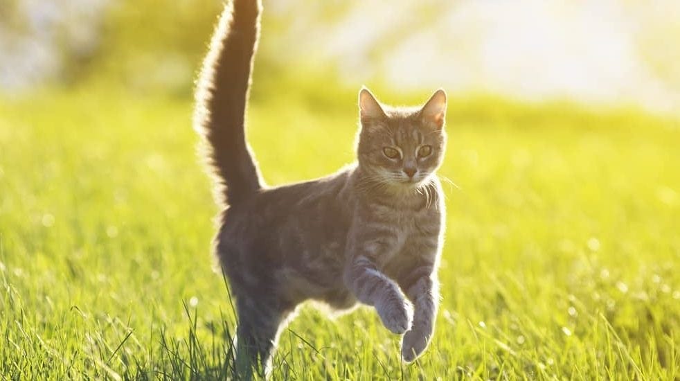Was Katzenernährung mit Gesundheit zu tun hat