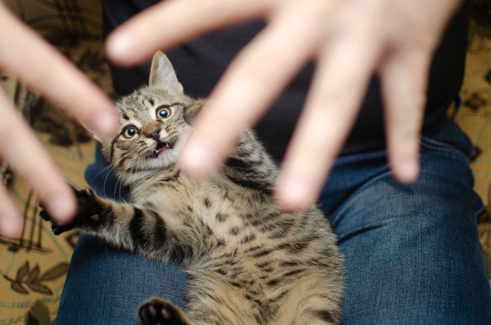 Katzenerziehung Kitten
